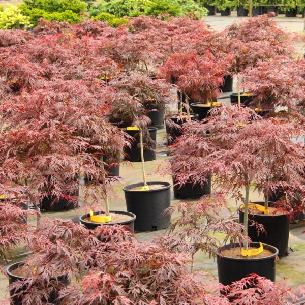 orangeola japanese maple for sale