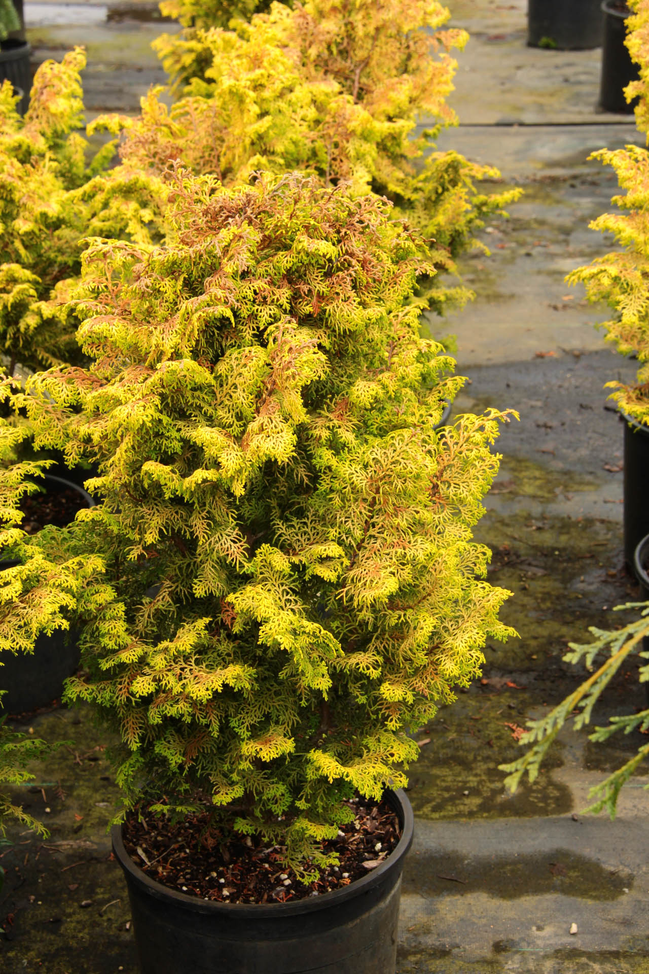 japanese cypress hinoki goban