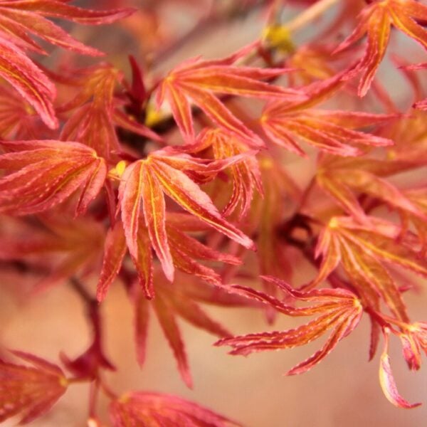 Acer palmatum 'Corallinum' Japanese Maple