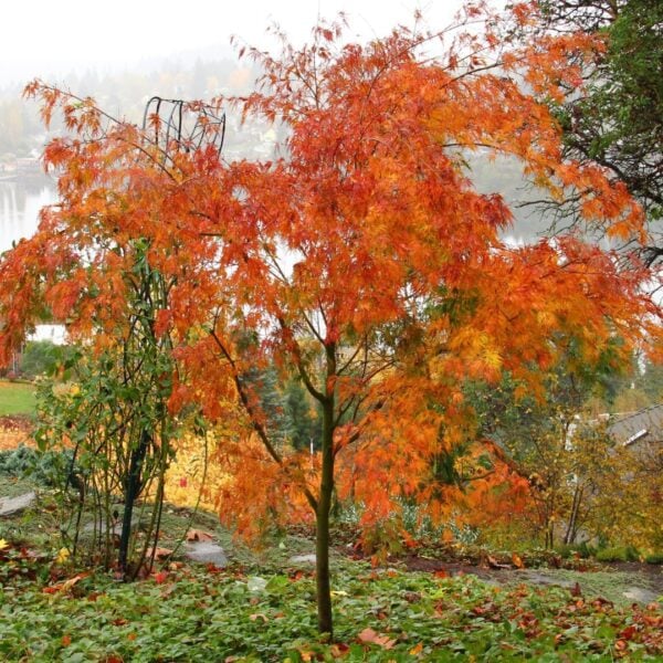 Seiryu Japanese Maple