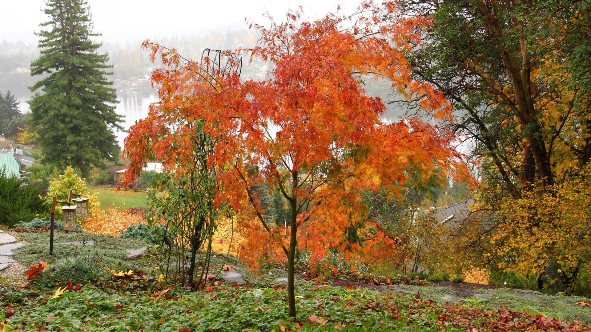 Seiryu Japanese Maple