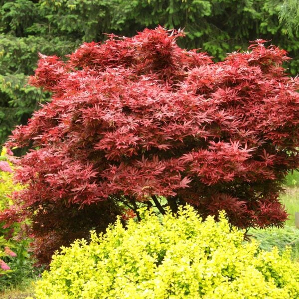 Acer palmatum 'Shaina' Japanese Maple