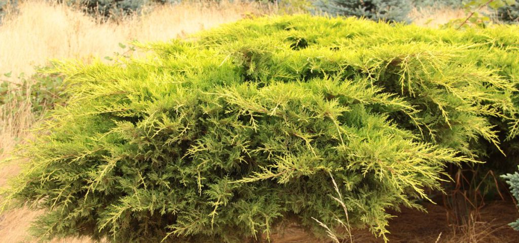 Juniperus-chinensis-Daub's-Frosted-Chinese-Juniper-blue-ground-cover