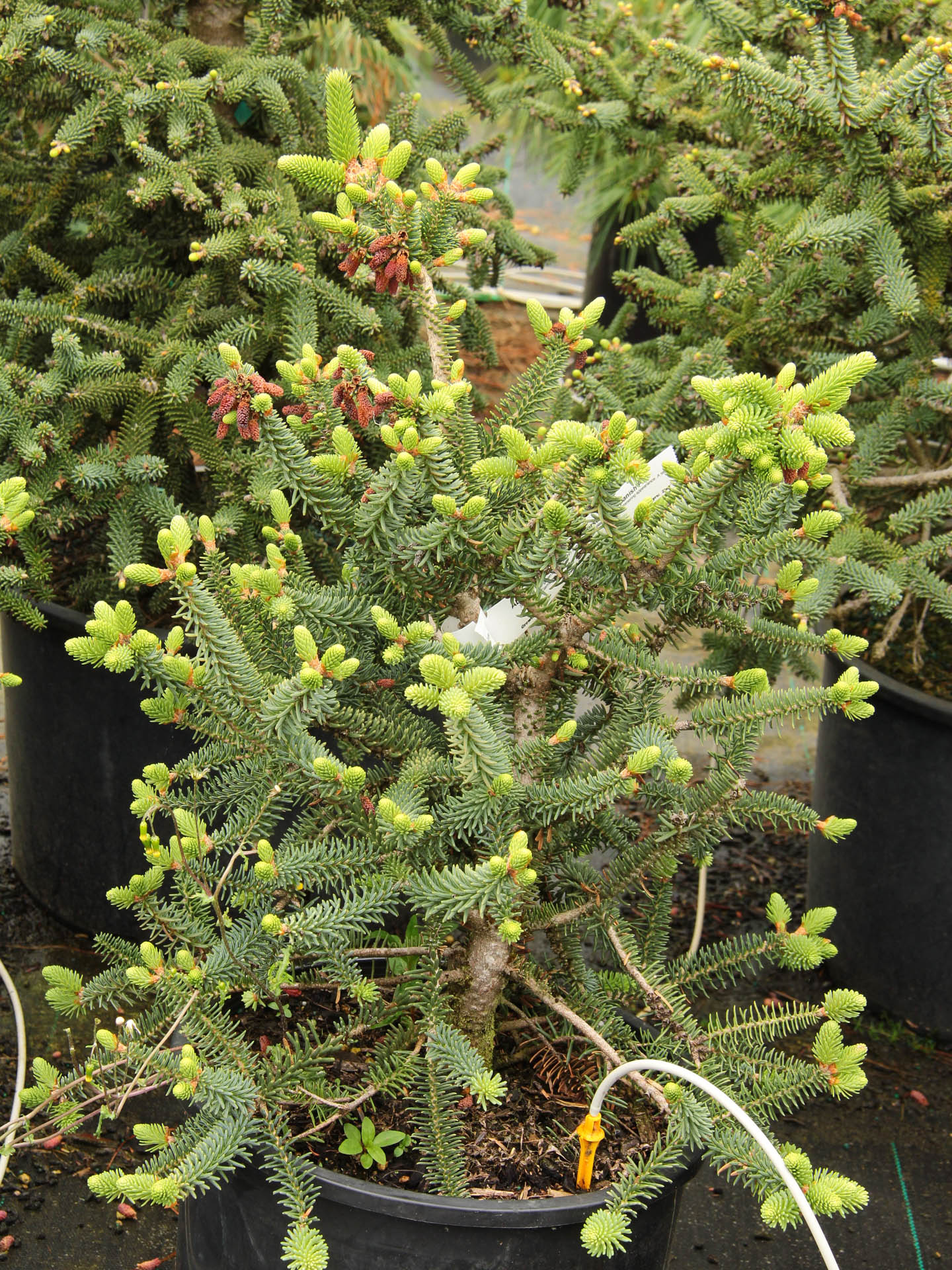 Abies pinsapo 'Horstmann' Spanish Fir Conifer Kingdom