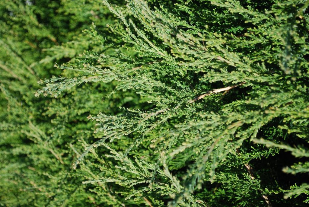 Juniperus-chinensis-Sea-Green-Chinese-Juniper-green-ground-cover
