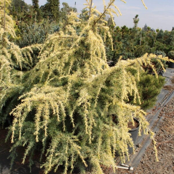 Cedrus deodara 'Gold Cascade' Himalayan Cedar