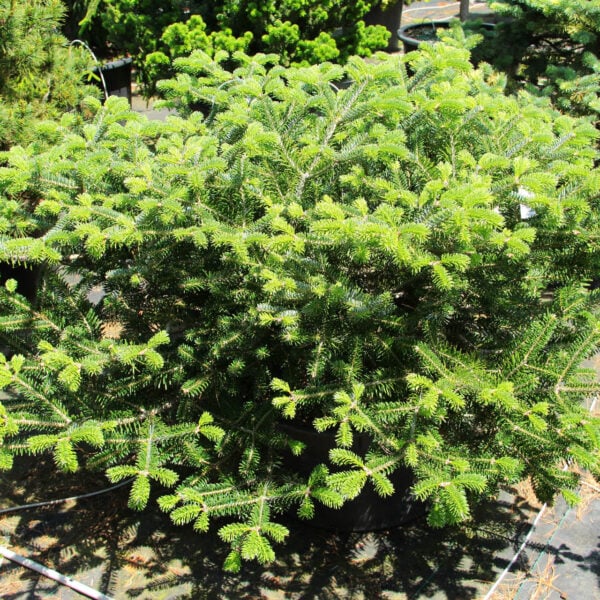 Abies arnoldiana (x) 'Poulsen'Arnoldiana Fir