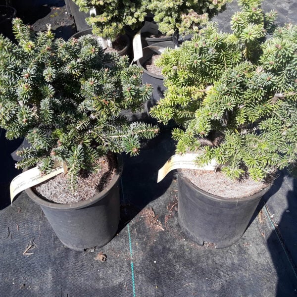 Abies balsamea 'Sinclair' Balsam Fir