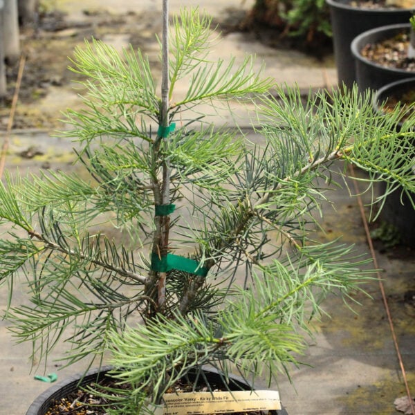 Abies concolor 'Kinky' White Fir