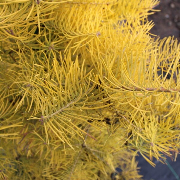 Abies concolor 'Wintergold' White Fir