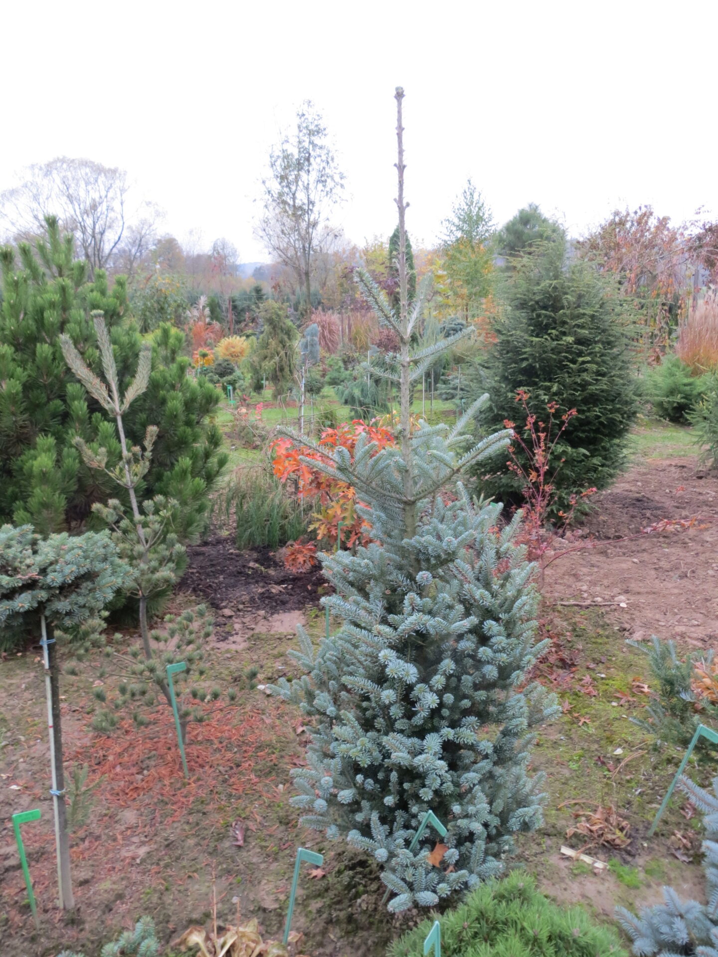 Abies koreana 'Blaue Zwo' Korean Fir | Conifer Kingdom