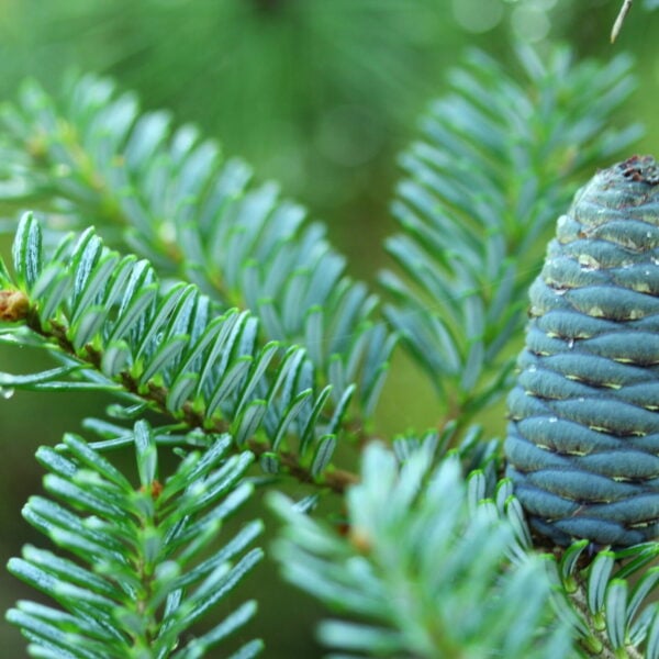Abies koreana 'Blue Emperor' Korean Fir
