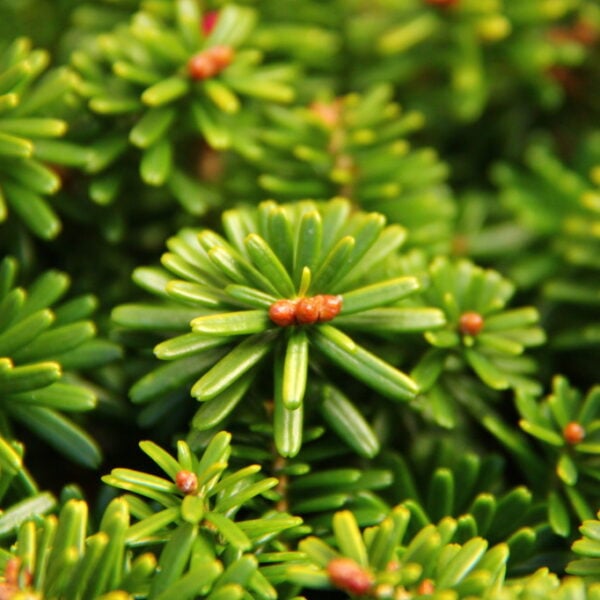 Abies koreana 'Cis' Korean Fir