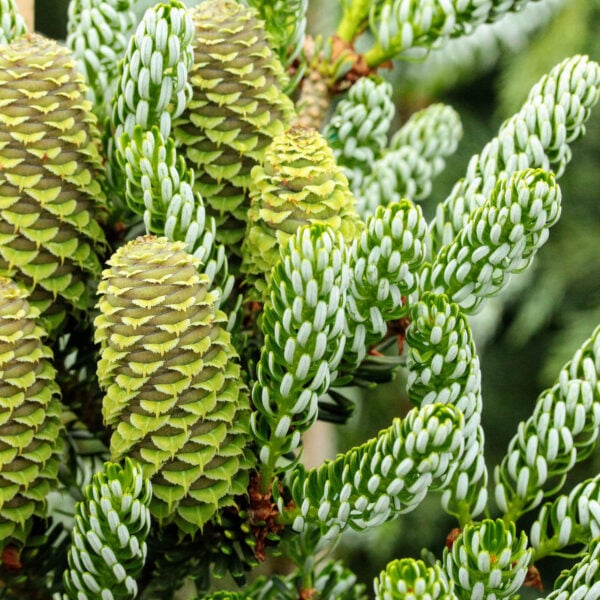 silberlocke korean fir