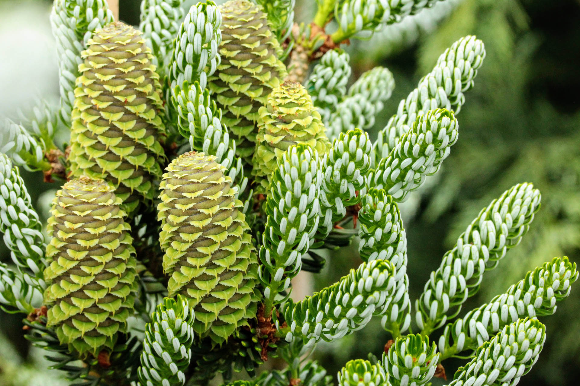 Abies koreana Horstmann's Silberlocke Korean Fir evergreen conifer green white needles cones