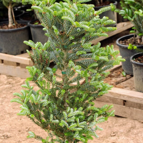abies koreana horstmann's silberlocke