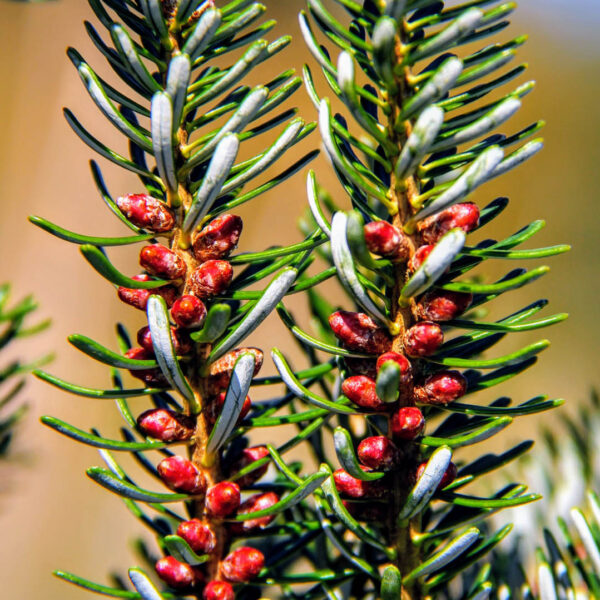 horstmann's silberlocke korean fir