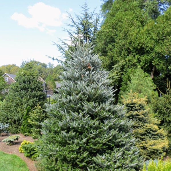 abies koreana silberlocke