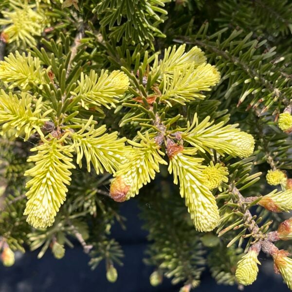 Abies koreana 'Rodzyn Gold' Korean Fir