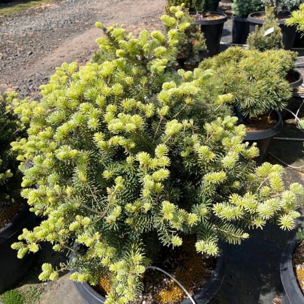 Abies koreana 'Schwedenkonig' Korean Fir