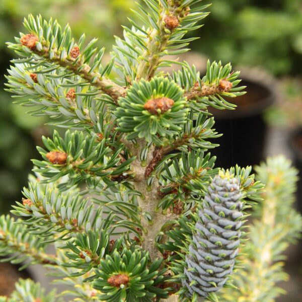 Abies koreana 'Vengels' Korean Fir