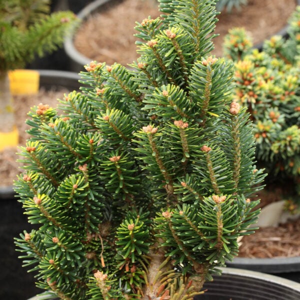 Abies koreana 'Wiki' Korean Fir