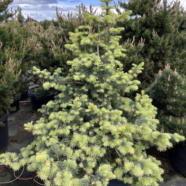 Abies lasiocarpa 'Creamy' Subalpine Fir