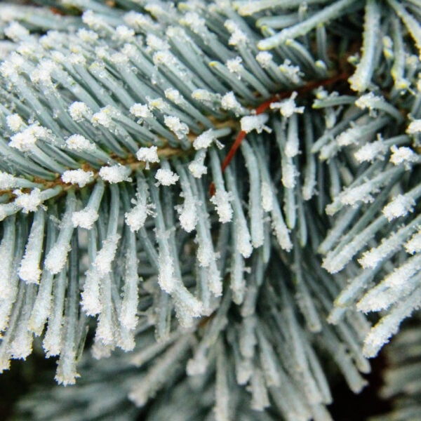 Abies lasiocarpa 'Glacier' Subalpine Fir