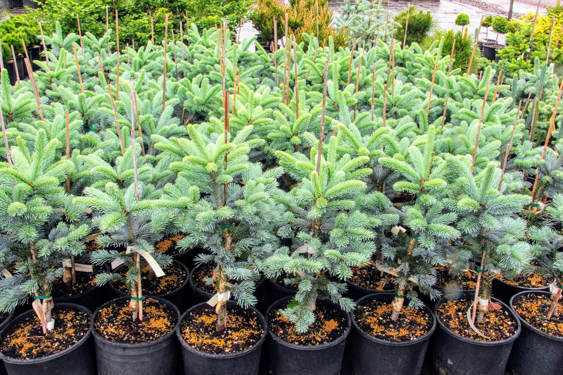 Abies lasiocarpa 'Glacier' Subalpine Fir Conifer Kingdom
