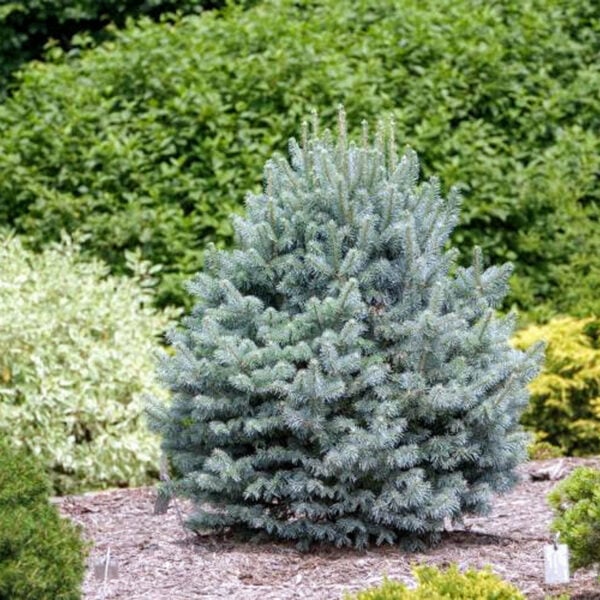 Abies lasiocarpa ‘Glauca Compacta’