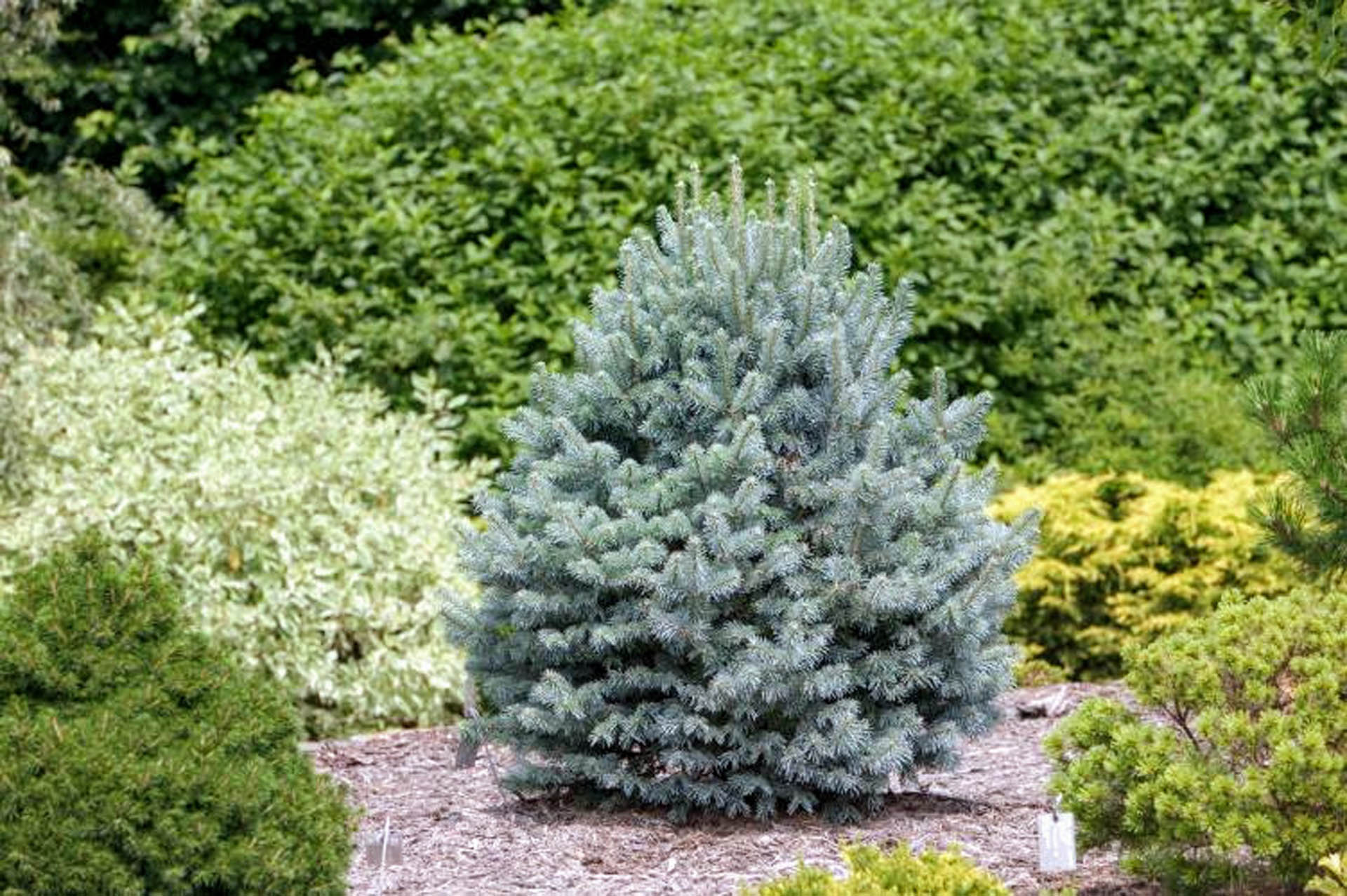 Abies lasiocarpa ‘Glauca Compacta’