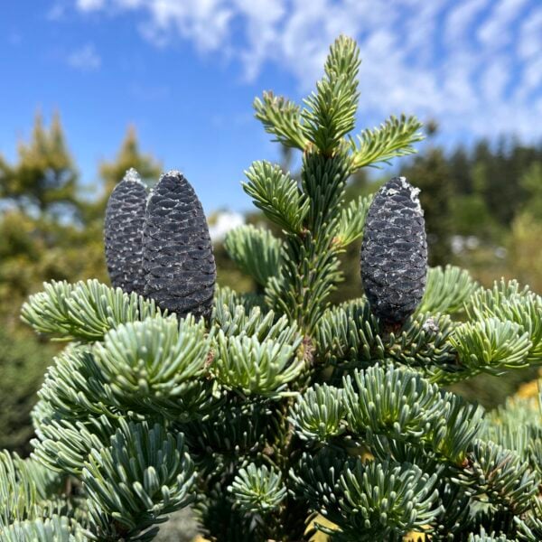 Abies lasiocarpa 'Mulligan's Dwarf' Subalpine Fir