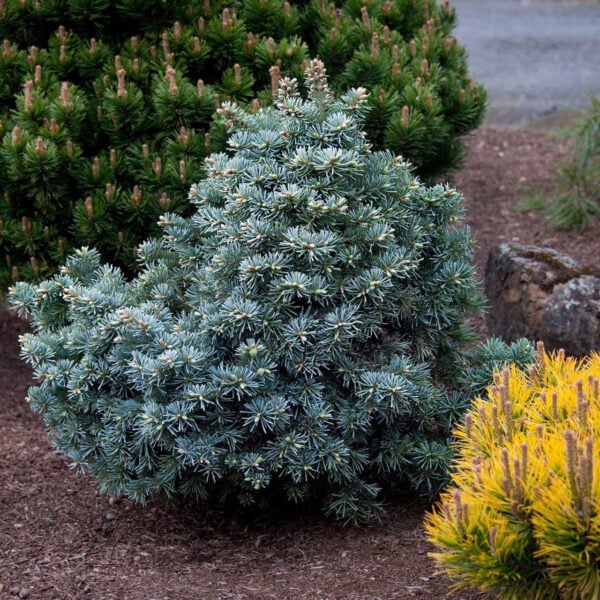 Abies lasiocarpa 'Prickly Pete' Subalpine Fir
