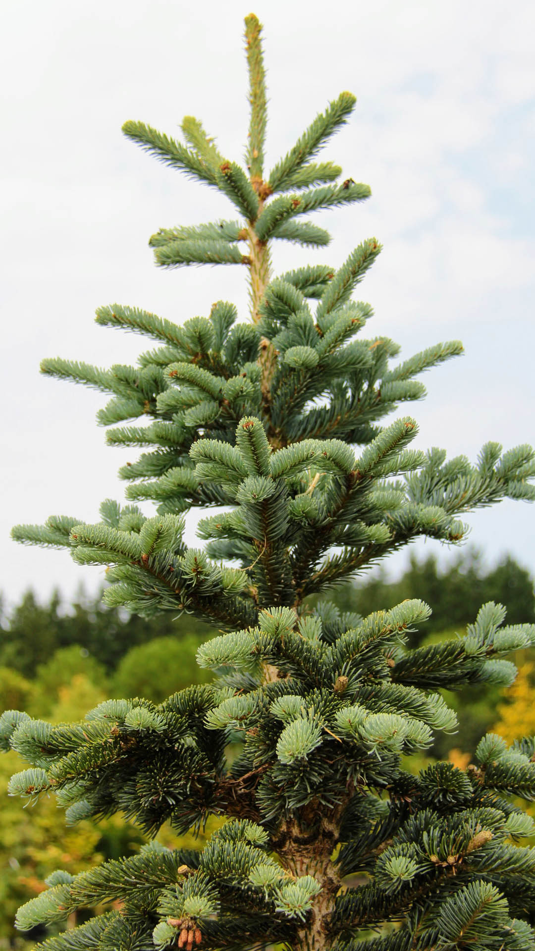 abies-lasiocarpa-pride-s-select-subalpine-fir-conifer-kingdom