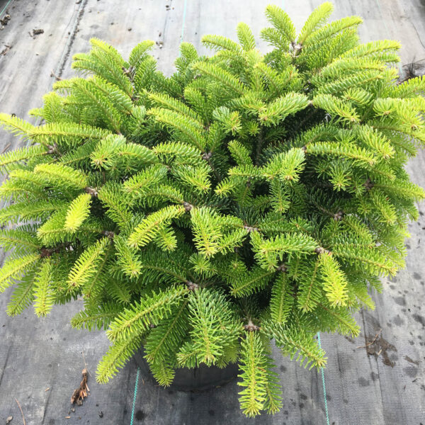 Abies nordmanniana ‘Barabits Compact’ Nordmann Fir