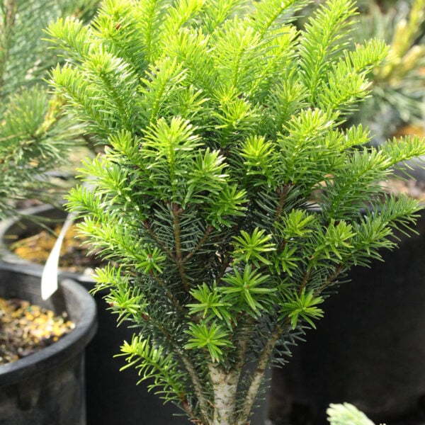 Abies nordmanniana 'Columnaris Gemit' Nordmann Fir