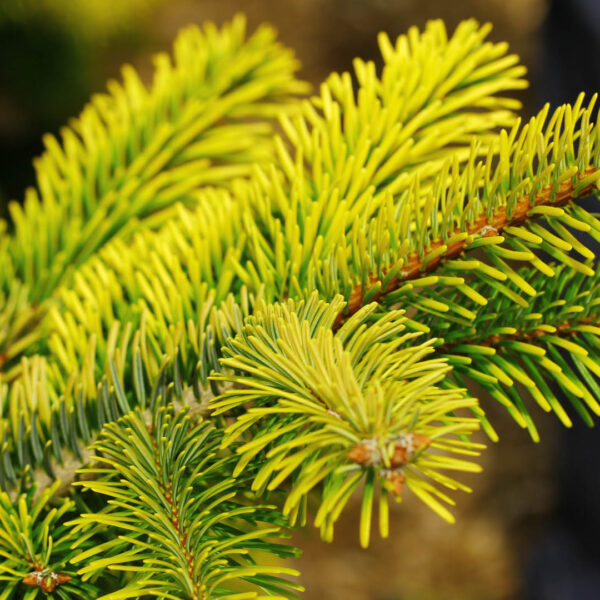 Abies nordmanniana 'Midwinter Gold' Nordmann Fir