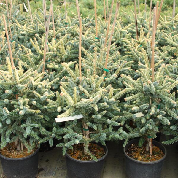 Abies pinsapo 'Aurea' Spanish Fir