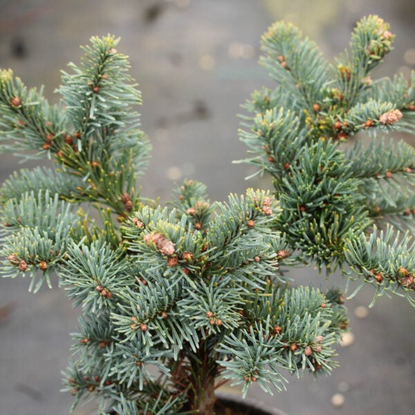 Abies procera 'Bizarro' Noble Fir