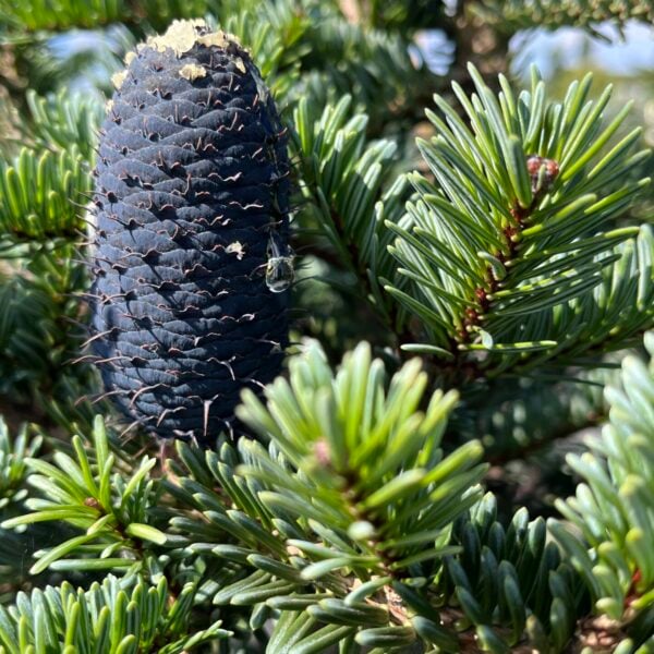 Abies squamata 'Flaky' Flaky Fir