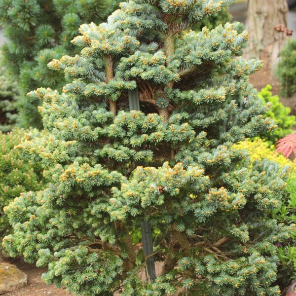 Abies veitchii 'Rumburk' Veitch Fir