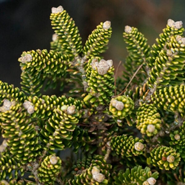 Abies koreana 'Oberon' Korean Fir