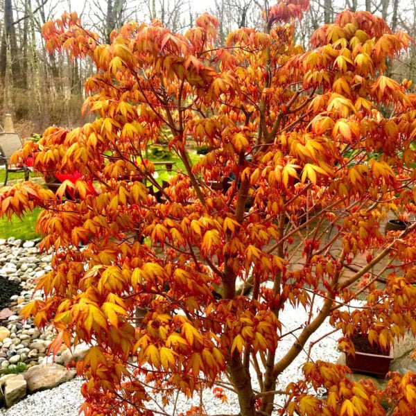 Acer palmatum 'Katsura' Japanese Maple