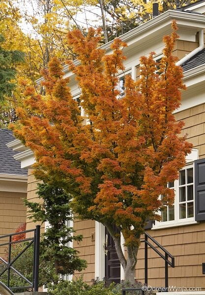 Acer palmatum 'Shishigashira'