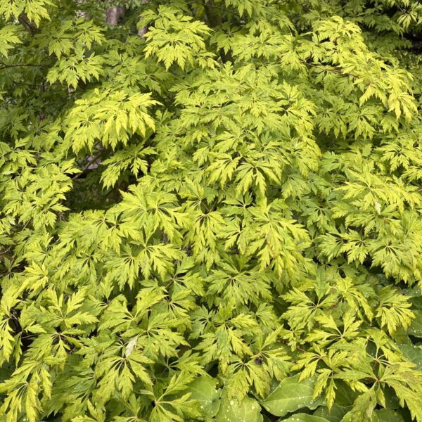 Acer circinatum 'Monroe' Vine Maple