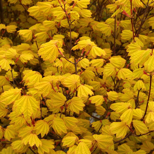 Acer circinatum 'Sunglow' Vine Maple