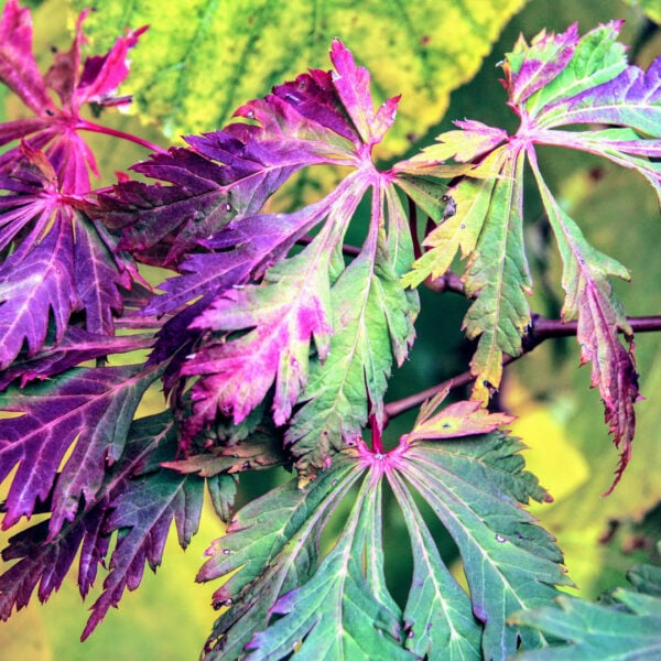 Acer japonicum 'Aconitifolium'