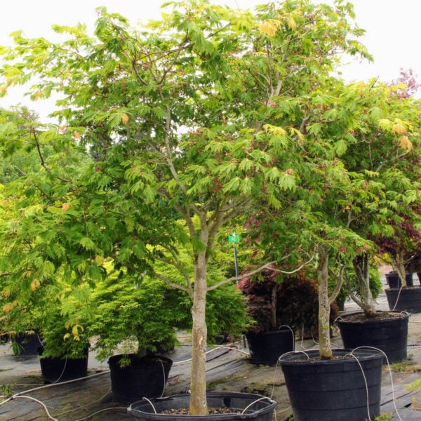 Acer japonicum 'Aconitifolium'