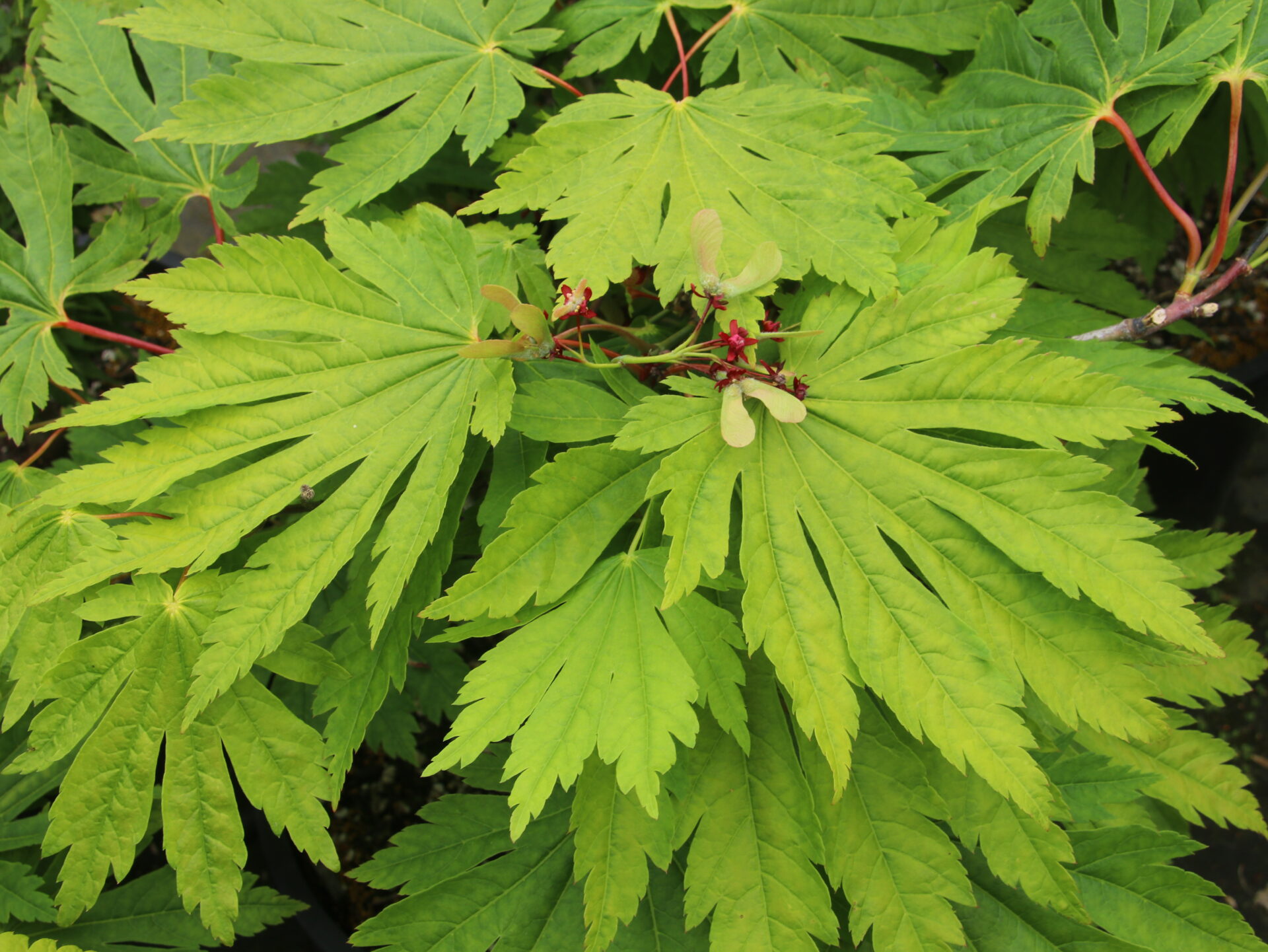 チャービルary③ Acer-japonicum-Attaryi-1.jpg