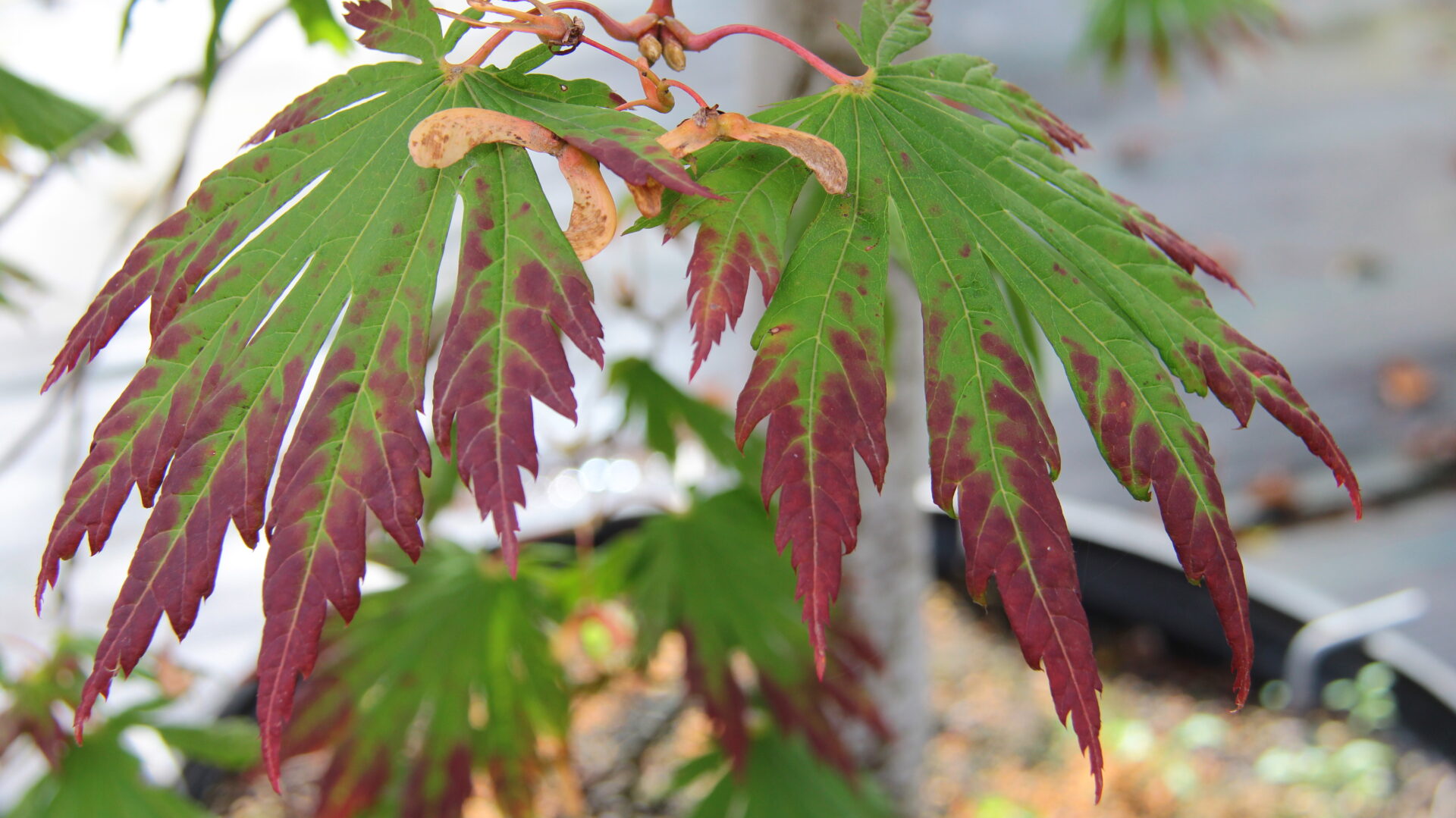 Acer japonicum 'Attaryi' Japanese Maple | Conifer Kingdom